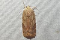 Noctua fimbriata