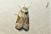 Nycteola siculana