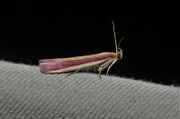 Oncocera semirubella