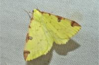 Opisthograptis luteolata