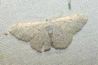 Scopula marginepunctata
