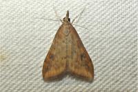 Udea ferrugalis