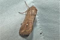 Mythimna albipuncta