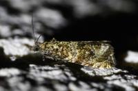 Celypha lacunana