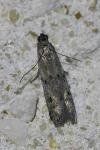 Phycitodes