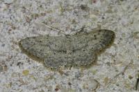 Idaea seriata
