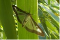 Cydalima perspectalis