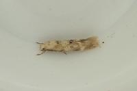 Mompha epilobiella