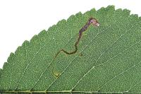 Stigmella ulmivora