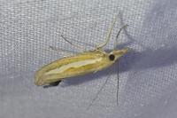 Agriphila selasella