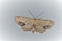 Idaea dimidiata