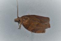 Pandemis heparana