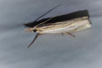 Crambus pascuella