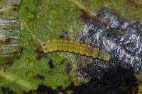 Phyllonorycter corylifoliella