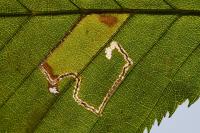 Stigmella microtheriella