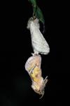 Triodia sylvina