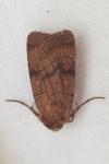 Xestia sexstrigata