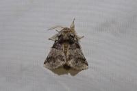 Thaumetopoea processionea