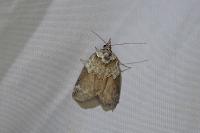 Nycteola siculana