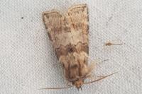 Cymatophorina diluta