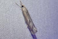 Agriphila geniculea