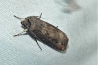 Agrotis ipsilon