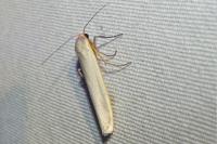 Eilema caniola