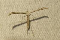 Emmelina argoteles/monodactyla