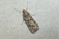 Eudonia angustea