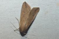 Mythimna unipuncta