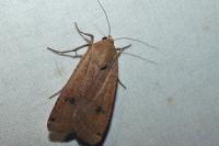 Noctua pronuba