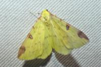 Opisthograptis luteolata