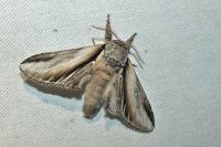 Pheosia tremula