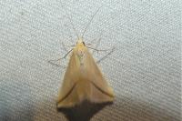 Rhodometra sacraria