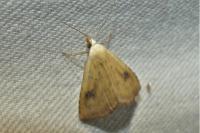 Rivula sericealis