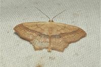 Scopula imitaria