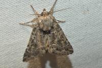 Thalpophila matura