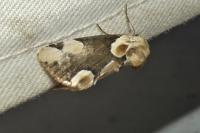 Thyatira batis