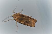Noctua fimbriata