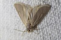Acentria ephemerella
