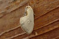 Cilix hispanica
