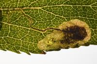 Stigmella plagicolella