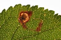 Stigmella plagicolella