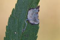 Stigmella plagicolella