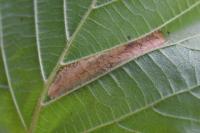 Phyllonorycter nicellii