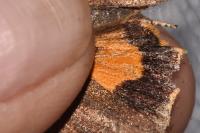 Noctua janthe