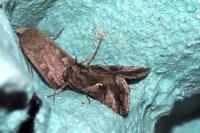Autographa gamma