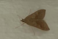 Mecyna asinalis