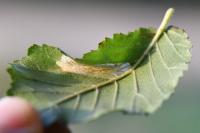 Phyllonorycter schreberella