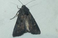Aporophyla nigra